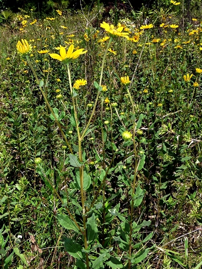 {Helianthus floridanus}